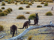 Kangaroo - Australie